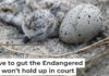 Piping plovers lay their eggs on the ground. They became an endangered species as development encroached on their habitat and made it harder for their chicks to survive. Under the Same Moon/Flickr, CC BY